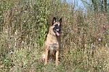 MALINOIS 294